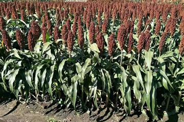 湖北金九昌種業有限公司